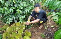 Bắt 2 người hái trộm gần 1 tạ sầu riêng