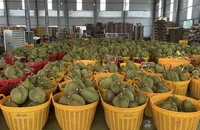 Mới: Sầu riêng, trái cây xuất khẩu sang Trung Quốc được thông quan ngay tại Đắk Lắk 