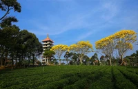 Phượng vàng rực rỡ phố núi Bảo Lộc