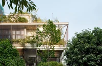 Ngôi nhà ngợp hương thơm từ cây Mộc ở Hà Nội