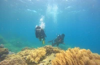 Lặn biển ngắm san hô cực đẹp ở biển Sơn Đừng, Khánh Hòa