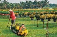 Ra mắt 4 tour du lịch mới ở Đồng Tháp nhân dịp Festival Hoa - Kiểng Sa Đéc 