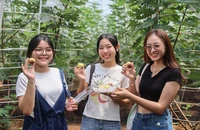Du khách hào hứng tham quan vườn sung Mỹ 'có 1 không 2' tại TP.HCM