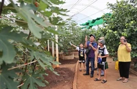 Từ hàng không đến vận tải đường bộ hướng tới du lịch Net Zero