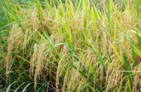 Một ‘cò lúa’ phải trả lại tiền cọc 750 triệu vì không cung cấp đủ 1.330 tấn lúa theo thỏa thuận
