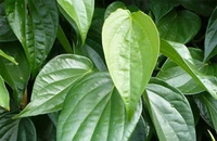 Mẹo hay chữa “viêm cánh”