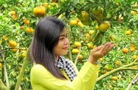 Giáp Tết 'phượt' Đồng Tháp ghé vườn quýt hồng Lai Vung