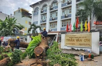 7 người bị thương trong vụ cây xanh bật gốc ở trường Trần Văn Ơn