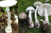 Liên tiếp ca ngộ độc nấm, bác sĩ hướng dẫn nhận diện 4 loại nấm độc thường gặp