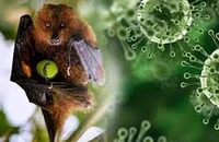  Virus Nipah nguy hiểm đến mức nào?