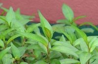 Hình minh họa.