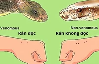 1 bệnh viện tiếp nhận 9 người bị rắn cắn trong đêm bão số 3 đổ bộ