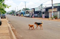 Bị chó cắn, sau 2 năm mới phát bệnh dại rồi tử vong