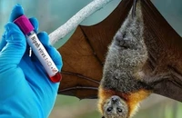 Thông báo mới nhất của Sở Y tế TP.HCM về dịch bệnh do virus Nipah