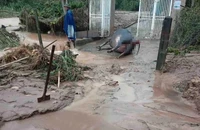Mưa lũ chia cắt nhiều vùng ở Nghệ An, người dân hối hả chạy lũ 