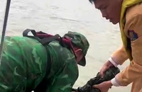 Hải Phòng: CSGT, Biên phòng cứu sống một người phụ nữ nhảy cầu Bính