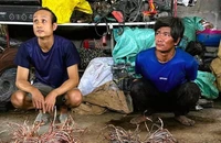 Đang cắt trộm dây điện trên cao tốc Bến Lức - Long Thành thì bị bắt