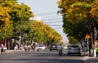 Ngắm hoa sưa vàng rực phố Tam Kỳ