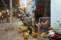 1 hộ nuôi 82 con chó và lỗ hổng của luật