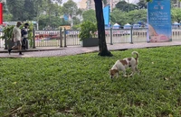 Tái diễn tình trạng chó thả rông, nguy hiểm rình rập