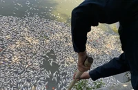 Cá chết nổi trắng hồ Bàu Sen ở Bình Định