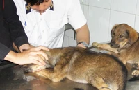 Xuất hiện ổ bệnh dại trên đàn chó tại xã Ia Tơi, Quảng Ngãi
