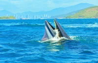 Cá voi săn mồi ở vịnh Nha Trang là loài quý hiếm