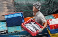 Gia Lai vượt khó cùng cả nước gỡ thẻ vàng IUU