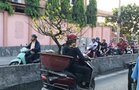 Chở cây cảnh cồng kềnh trên đường ngày Tết có thể bị phạt