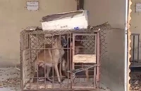 Khởi tố chủ nuôi chó tội vô ý làm chết người là đúng