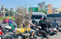 Coi chừng bị phạt vì chở cây cảnh cồng kềnh ngày Tết