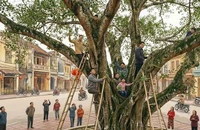 Xin lộc, bẻ cây, hái hoa nơi công cộng có bị phạt không?