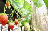 Dâu tây không chỉ là thực phẩm ưa thích của nhiều người mà còn là một "sản phẩm du lịch" của xứ sở ngàn hoa