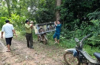 Người dân nhờ kiểm lâm thả động vật hoang dã về môi trường tự nhiên