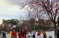 Du khách đổ về thành phố Đà Lạt du xuân