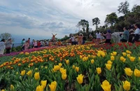 Rực rỡ sắc màu du lịch Tây Ninh 