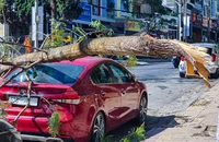 Cây ngân hoa gãy nhánh, đè vỡ kính ô tô đang đậu trên phố
