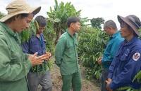 Lập luận của VKSND Cấp cao Đà Nẵng trong kháng nghị giám đốc thẩm vụ cưa gỗ khô