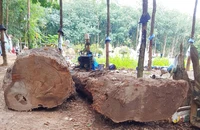 Diễn biến bất ngờ vụ vớt được gỗ lạ sau đó bị phạt 