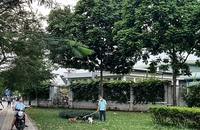 Cần xử lý mạnh tay việc chó thả rông cắn người