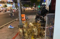 Khốn khổ vì nhà hàng xóm nuôi hơn 80 con chó