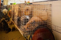 Nuôi chó hàng đàn làm phiền cả xóm: Khó xử vì không có quy định số lượng