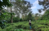 Tỉnh chờ kết luận thanh tra để giao đất đồi chè cho dân