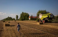 EU chia rẽ về chuyện ngũ cốc Ukraine