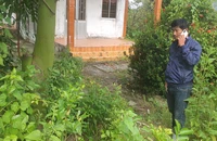 Vụ chủ đất cũ tự bứng 3 cây mai: Ai có quyền sở hữu cây?