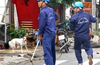 Chi cục Chăn nuôi và Thú y TP.HCM hiện không còn đảm trách việc bắt chó chạy rông mà giao cho UBND phường, xã.