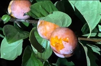 Những trái hồng chín bị dơi ăn.