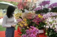 Khách hàng chọn mua hoa lan dịp tết 2023.