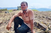 Ông Lê Đình Chơn thất thểu ngồi bên rẫy mía cháy.