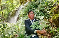 “Vua sâm” Ngọc Linh A Sỹ tại vườn sâm.